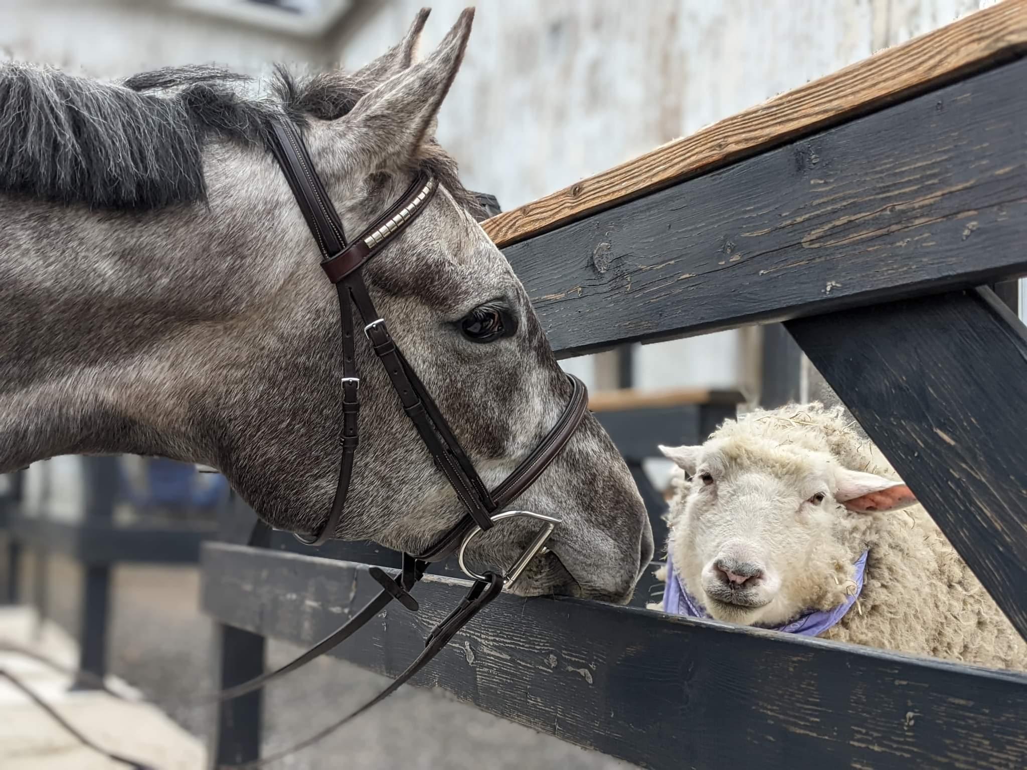 OTTBs, off-track Thoroughbreds, aftercare, Thoroughbred Aftercare Alliance, Retired Racehorse Project, horse racing, America's Best Racing, ABR